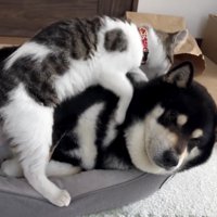 背中をカミカミ