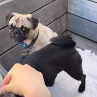 あっけにとられる鱈ちゃん