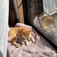 日向ぼっこ