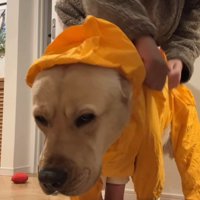 すべてを諦めたかのよう