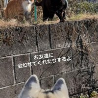 お友達を会わせてくれる野良猫