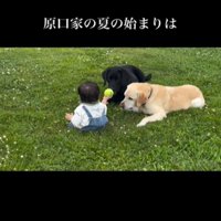 2匹の犬と赤ちゃん