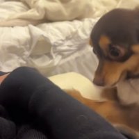 力が強くなっていく犬