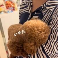 顔をうずめる犬3