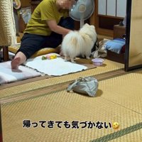 飼い主さんに気づかないポメラニアン