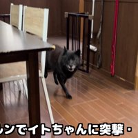 甲斐犬の一休さん