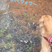 木の陰に視線を向ける犬