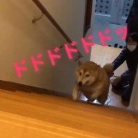 階段を駆け上がる福くん