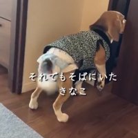 部屋をのぞく犬