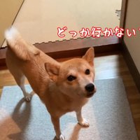 寂しかったことを訴えるお目目