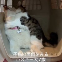 距離が近すぎるローズちゃんとロイくん4