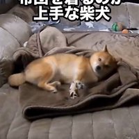 毛布に包まるころ君2