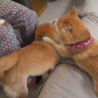 結局ボコボコにされました…