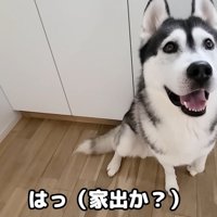「もしかして…脱走した！？」