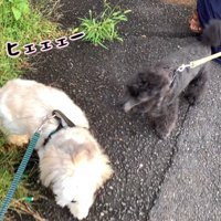 やっぱり逃げてしまいました