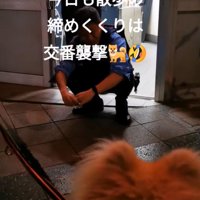 交番を眺める秋田犬