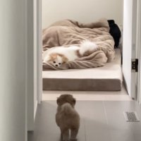 実家のワンコ、尻尾をゆらり