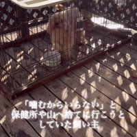 飼育放棄されたトイプードル