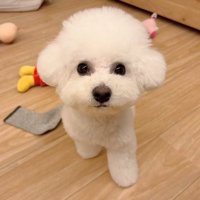 ビション