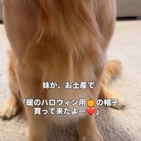 犬の胴体