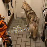 パパが家から出て行ってしまい俯く犬