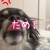吠えて拒否する犬