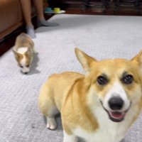 カメラを見つめる成犬の後ろで部屋を散策する子犬