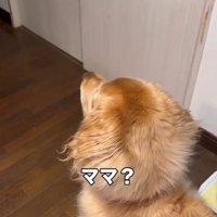 扉を見るハルちゃん