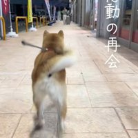 別アングルの柴犬