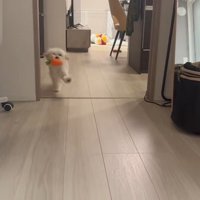 前足をパタパタ…