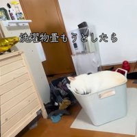 洗濯カゴで眠る柴犬
