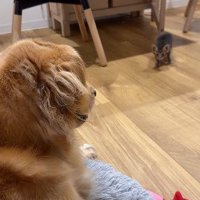 狩りごっこが始まった