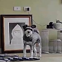 部屋の中でこちらを見つめる犬