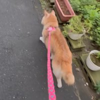 お散歩だって毎日してる♪