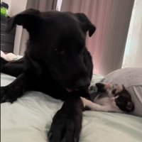 子猫と遊ぶ大型犬