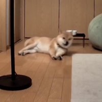 「なになに？」