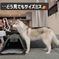 ミニテントを購入！！