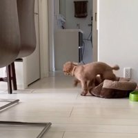寝床を去るりゅっくちゃん