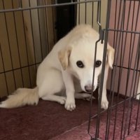 戻った部屋で座る犬