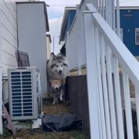 駆け寄ってくる犬たち