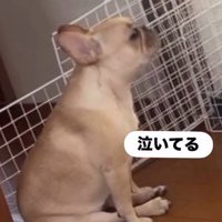ママさん外出後のこむぎちゃん3