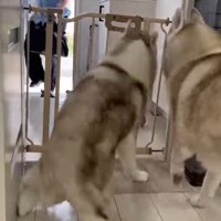 寧々ちゃん＆茶々ちゃんのお出迎え6