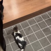 黒豆ちゃんと鉢合わせると…