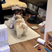 ぽんちゃんを心配する小太郎くん