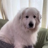 「私まだ子犬だよ？」