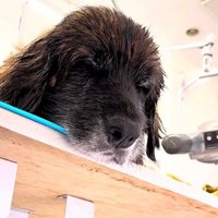 トリミング台で目を閉じて眠る大型犬