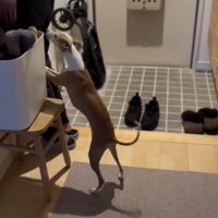 「おるやん！」