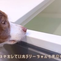 浴槽に入った流木を見つめるボーダーコリー