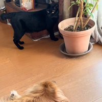子猫を守るリーダーに！