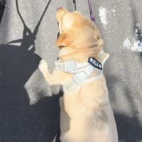 綱を引かれて踏ん張るラブラドール